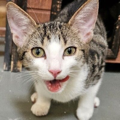 Katzen - Bild1
462