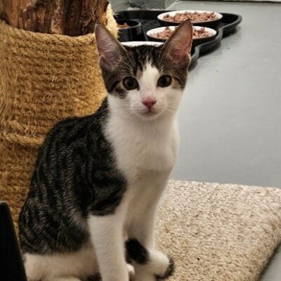 Katzen - Bild3
482