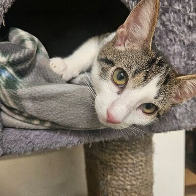 Katzen - Bild4
478