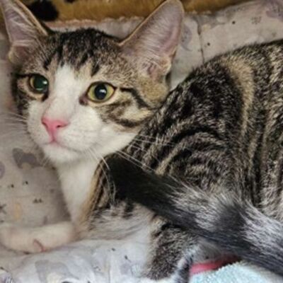 Katzen - Bild5
410