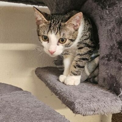 Katzen - Bild6