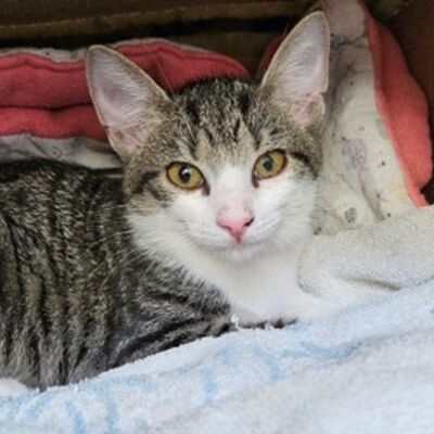 Katzen - Bild7
470