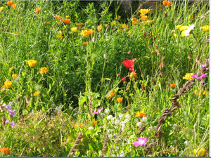 Bild Artenvielfalt im Garten_Blumenwiese_CBreuer